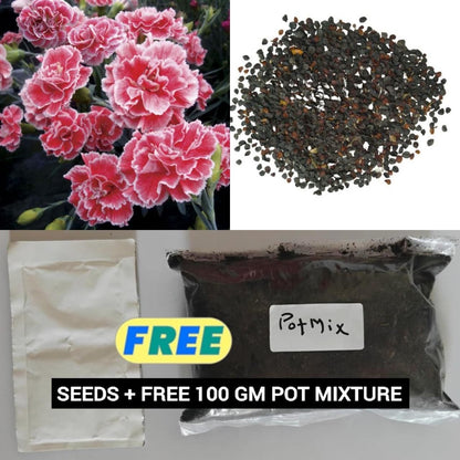 Carnation Seeds (100 gm) with Free Pot Mixture – Flower Seeds for Home Gardening | NISHU Superstores