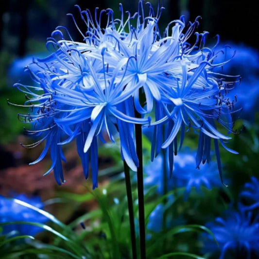 Lily Equinox Flower Bulbs Seeds – Exotic Blooming Garden Beauties | NISHU Superstores