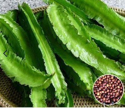 Dragon Bean Seeds – High-Yield, Nutritious & Easy to Grow | NISHU Superstores
