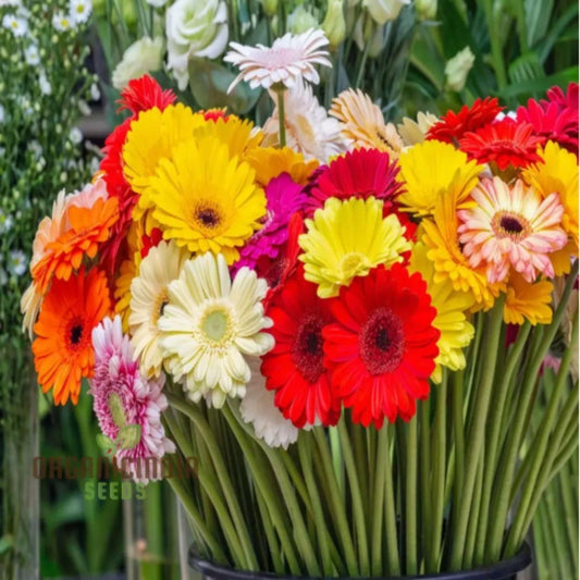 Gerbera Mix Flowering Seeds – Vibrant Blooms for Home & Garden | NISHU Superstores