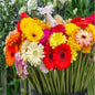 Gerbera Mix Flowering Seeds – Vibrant Blooms for Home & Garden | NISHU Superstores