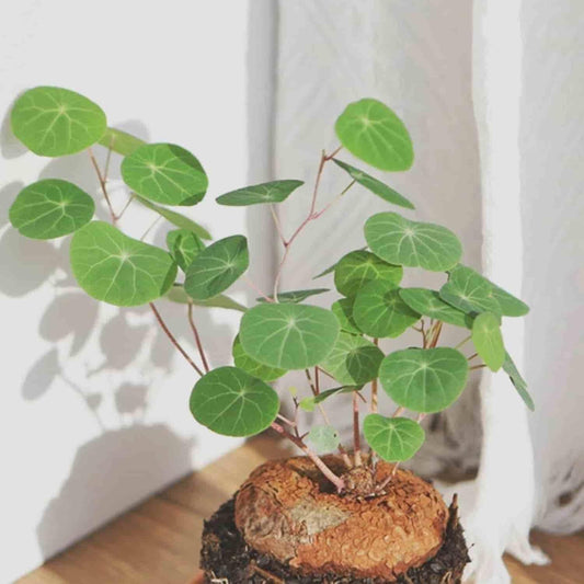 Stephania Erecter Plant – Unique Indoor Air-Purifying Plant | NISHU Superstores