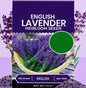 Lavender Seeds for Planting – 350gm Pack for Home Garden & Outdoor Farming | NISHU Superstores