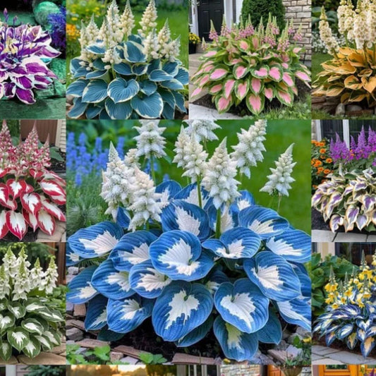 Hosta Flower Seeds – Shade-Tolerant & Cold-Hardy Perennials for Garden | NISHU Superstores