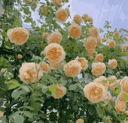 Elegant Climbing Rose Flower Seeds – Beautiful Garden Blooms | NISHU Superstores