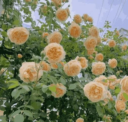 Elegant Climbing Rose Flower Seeds – Beautiful Garden Blooms | NISHU Superstores