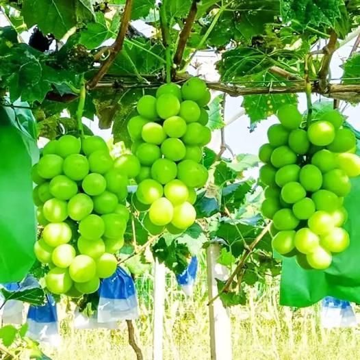 Sunshine Rose Grape Seeds – Premium Quality Sweet Grape Variety | NISHU Superstores