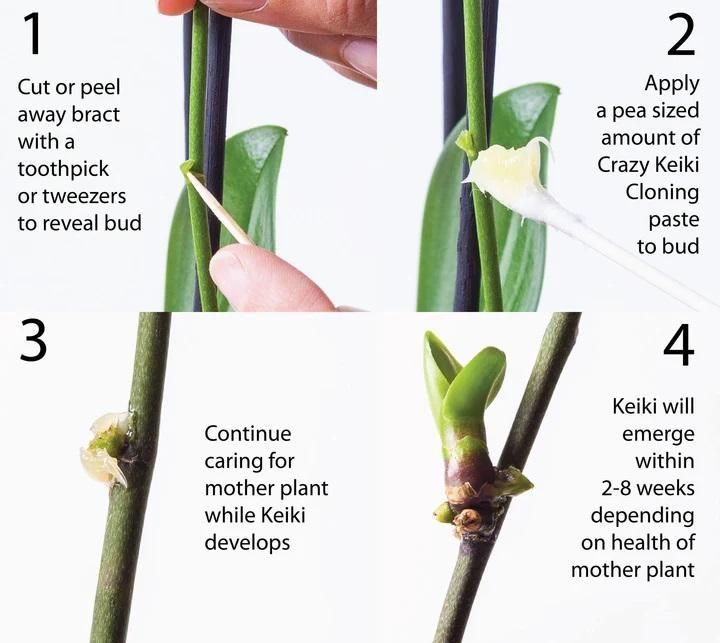 Crazy Keiki Plant Cloning Paste 7ml – Rooting Hormone for Plant Propagation | NISHU Superstores