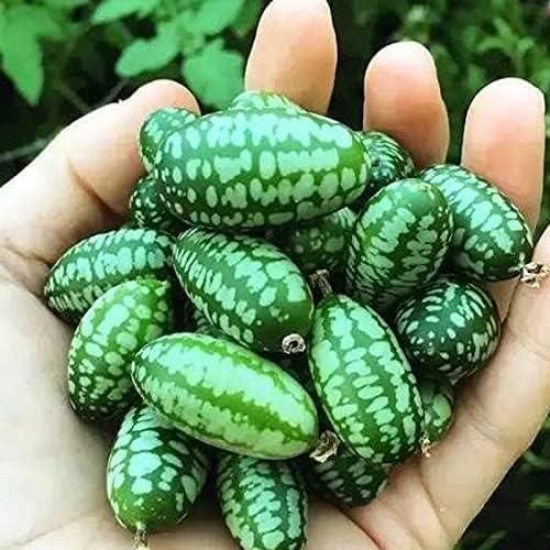 Mini Thumb Size Watermelon Seeds – Cute, Sweet & Easy to Grow | NISHU Superstores