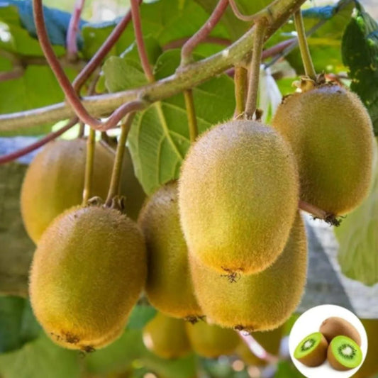 Kiwi Fruit Seeds – Juicy, Sweet & Sour | Perfect for Home Planting | NISHU Superstores