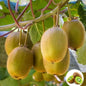 Kiwi Fruit Seeds – Juicy, Sweet & Sour | Perfect for Home Planting | NISHU Superstores